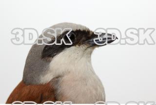 Red-backed Shrike - Lanius Collurio 0010